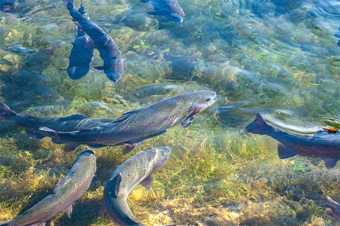 Aliments pour poissons