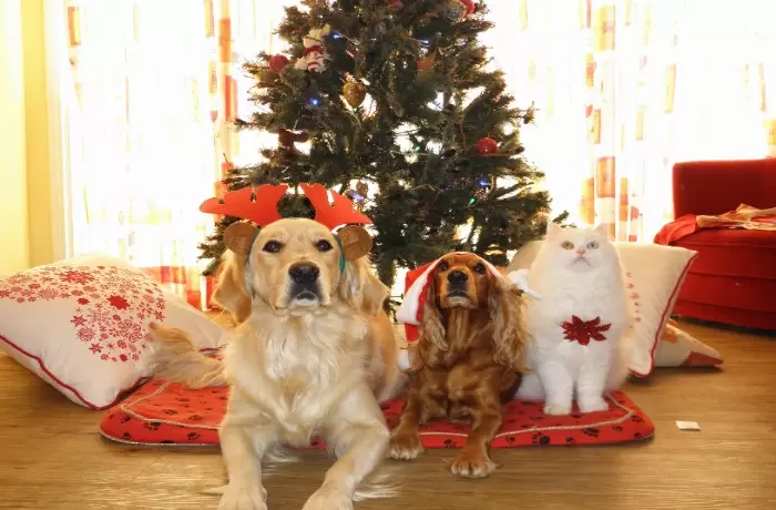 La nourriture pour animaux